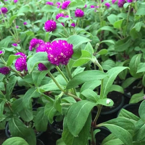 بذور زهرة جمفرينا ( Gomphrena globosa )