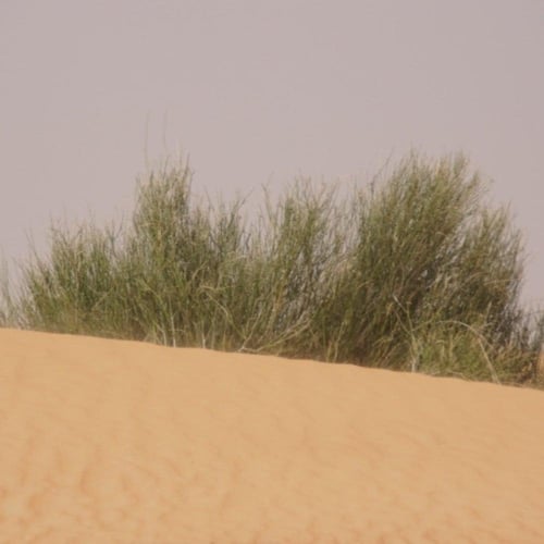 بذور شجيرة المرخ ( Leptadenia pyrotechnica )