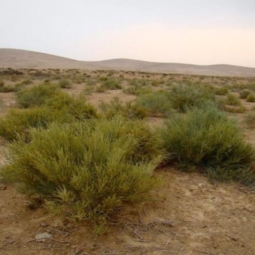 بذور الغضراف ( Salsola imbricata )