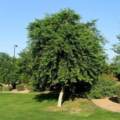 بذور شجرة ‫السرسوع - السيسم‬ ( Dalbergia sissoo )