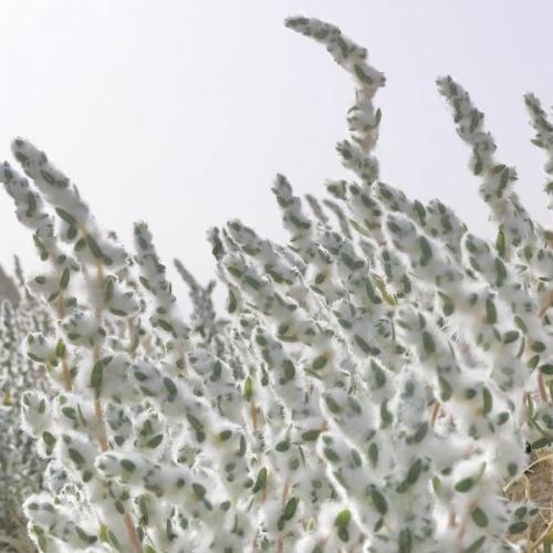 بذور القطينة ( Bassia eriophora )