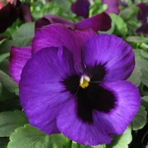 بذور زهرة بانسي البنفسجية - بنفسج الثالوث ( Viola x wittrockiana )