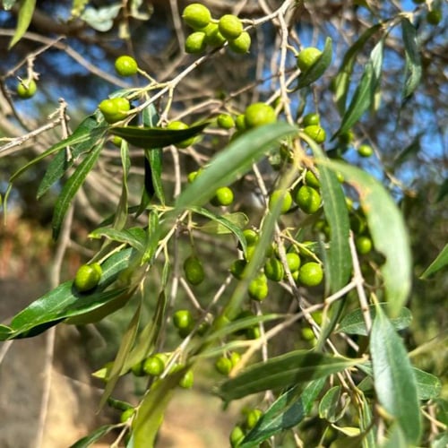 بذور شجرة العتم - الزيتون البري ( Olea europaea L...