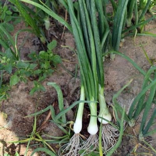 بذور بصل اخضر اسباني ( Allium cepa )