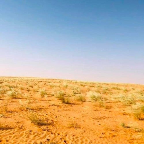 بذور عشبة السبط ( Stipagrostis drarii )