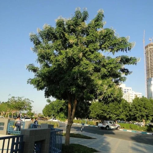 بذور شجرة ملنجتونيا العطرية ( Millingtonia Hortens...