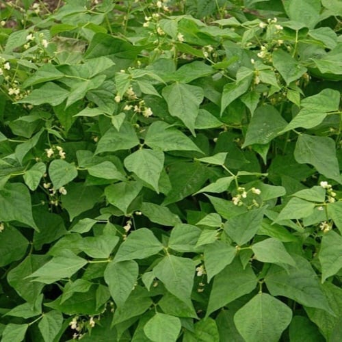 بذور الفاصوليا الخضراء ( Phaseolus vulgaris )