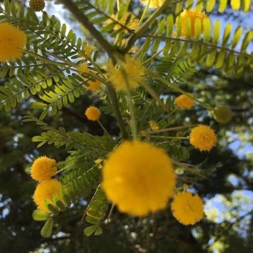 بذور شجرة طلح الفتنة ( Acacia farnesiana )
