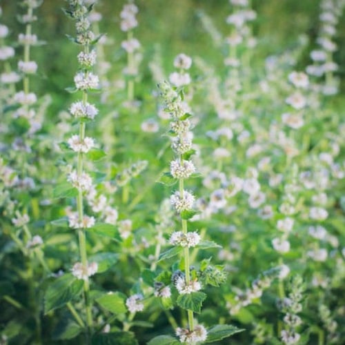 بذور عشبة المليسا - حشيشة النحل ( Melissa officina...