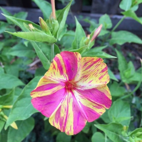 بذور زهرة شب الليل ثنائية اللون - وردي وأصفر ( Mir...