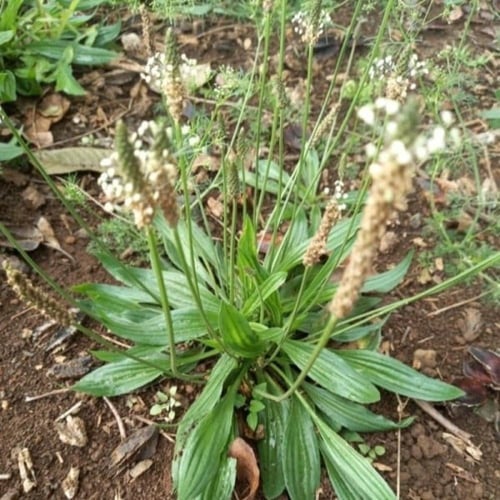 بذور ربلة القاطونة ( Plantago )