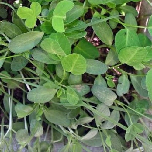 بذور عشبة الحلبة الصفراء ( Trigonella foenum-graec...