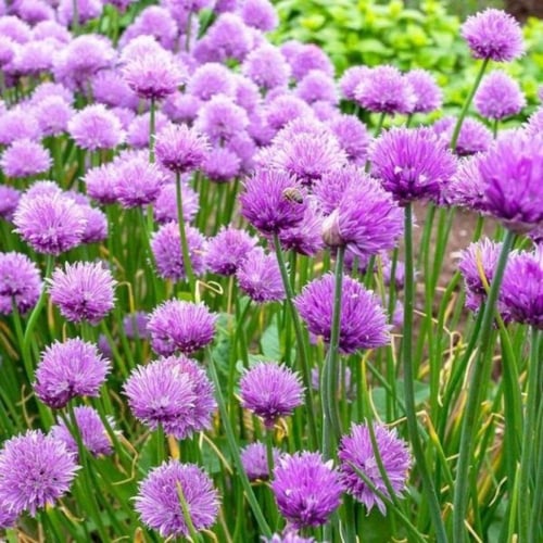 بذور نبات الثوم المعمر ( Allium schoenoprasum )