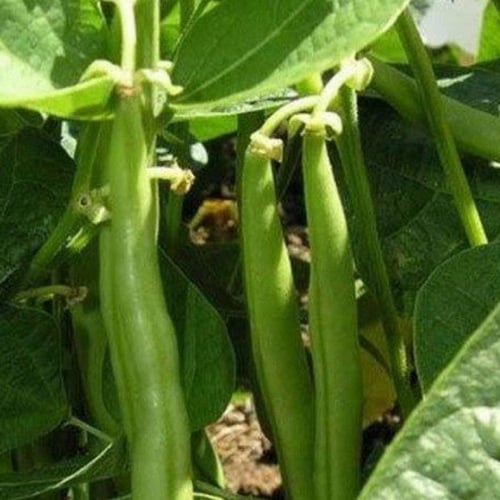 بذور لوبيا شجيري ( Vigna )