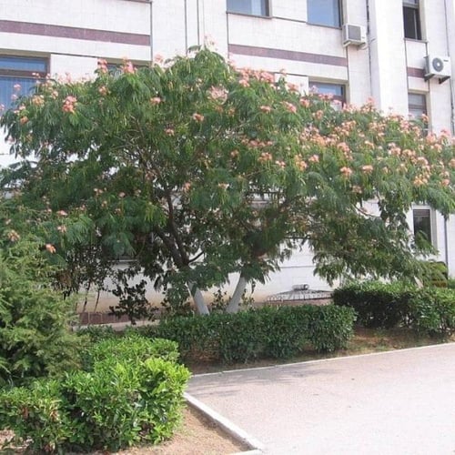 بذور شجرة اللبخ الأحمر - زهرة الحرير ( Albizia jul...