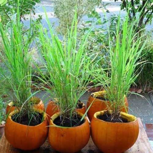 بذور عشبة الاذخر - السخبر ( cymbopogon )