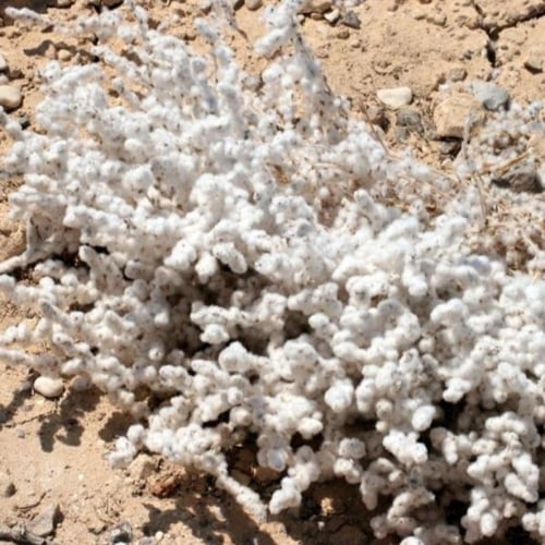 بذور القطينة ( Bassia eriophora )