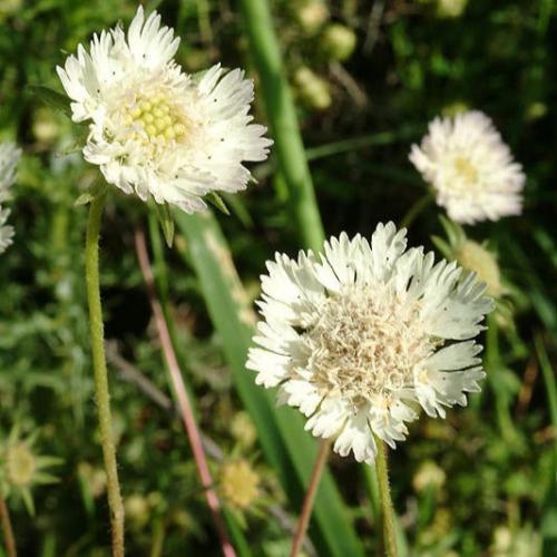 بذور الطربه ام قلاص البيضاء ( scabiosa palaestina...