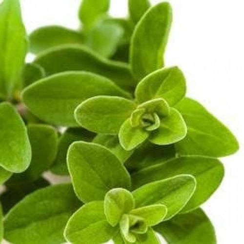 ‫بذور البردقوش - الوزاب - ‬الدوش ( origanum vulgar...