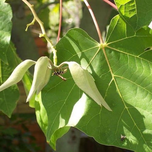 بذور استركوليا مخمسة ( Brachychiton populneus )