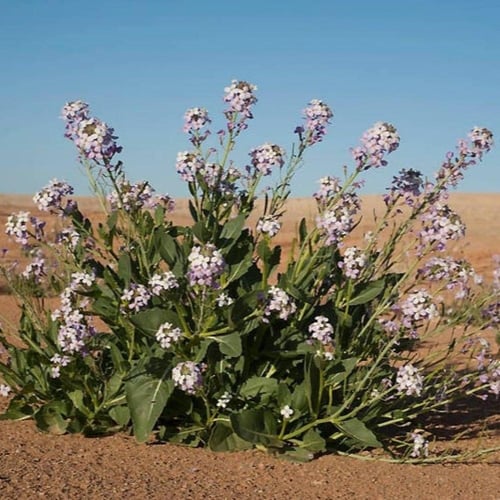 بذور عشبة اليهق - الجرجير البري ( Diplotaxis acris...