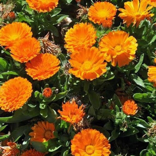 بذور أذريون - كلانديولا ( Calendula officinalis )