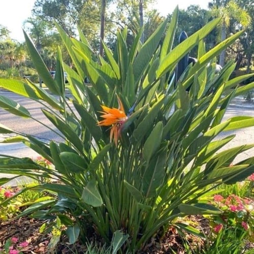 بذور شجيرة عصفور الجنة ( Strelitzia Nicolai )