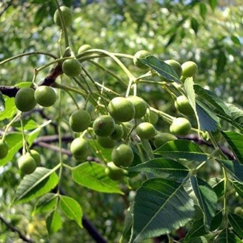 بذور شجرة الزنزلخت ( Melia azedarach )