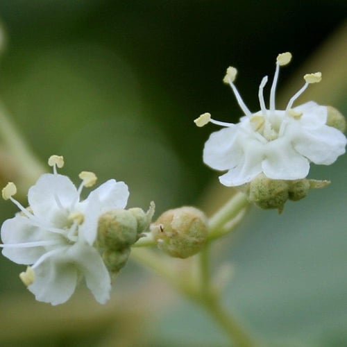 بذور شجرة التيك - خشب الساج ( Tectona grandis )
