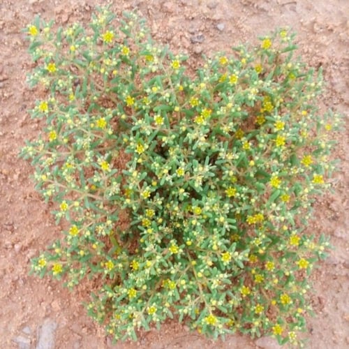 بذور عشبة القرمل ( Zygophyllum simplex )