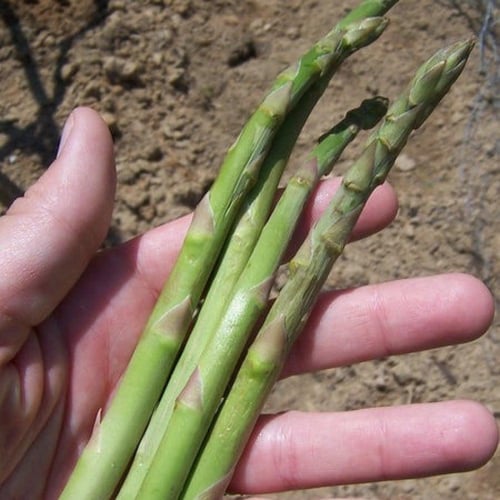 بذور نبات الهليون ( Asparagus officinalis )