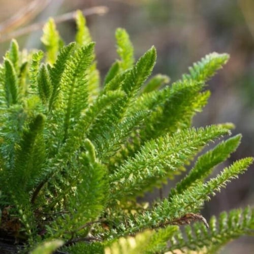 بذور الأخيلية العطرية البيضاء ( Achillea millefoli...