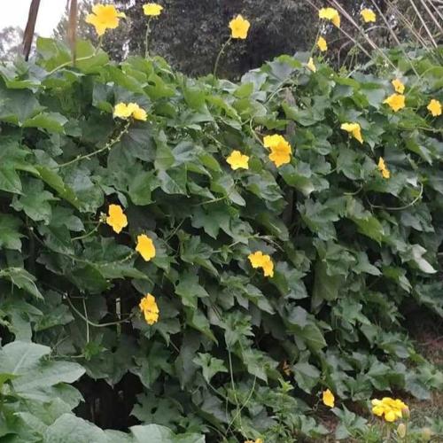 بذور الليف - اللوف ( Luffa )