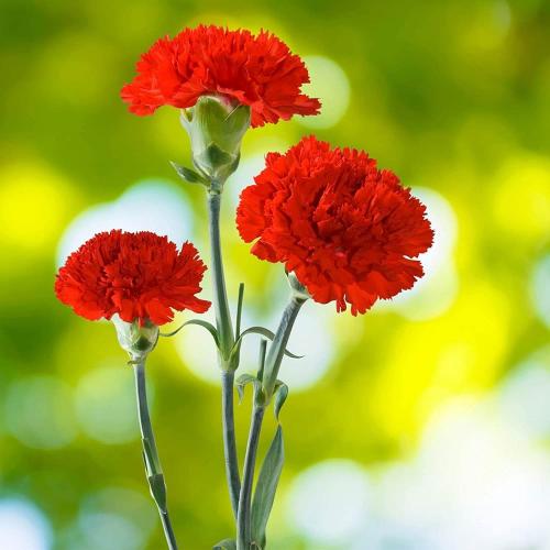 ‫بذور زهرة القرنفل الأحمر‬ ( Dianthus caryophyllus...