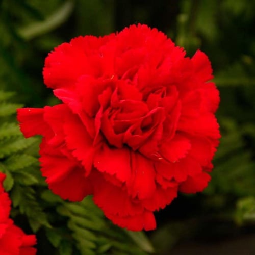 ‫بذور زهرة القرنفل الأحمر‬ ( Dianthus caryophyllus...