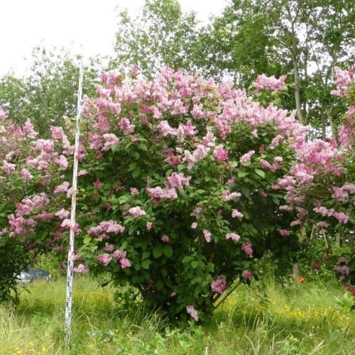 بذور شجيرة الليلك المجري ( Syringa josikaea )