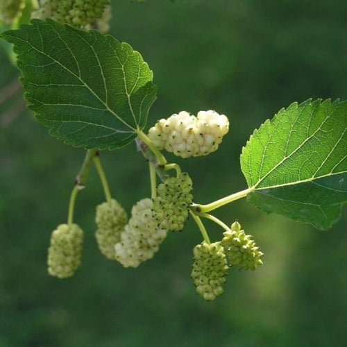 بذور شجرة توت القز الأبيض - ألبا ‫( morus alba )