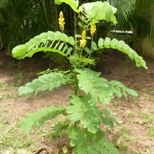 بذور شجيرة كاسيا ألاتا - كاسيا شمعدان ( Senna alat...