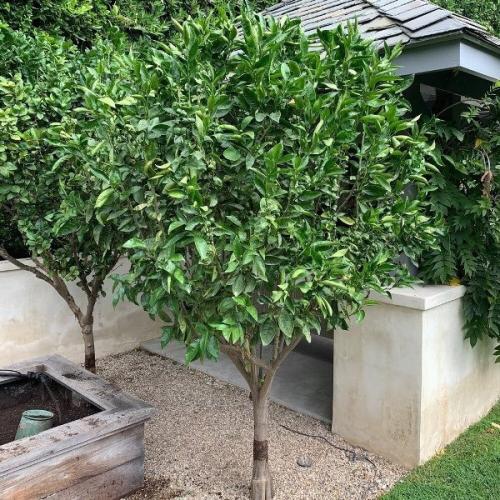 بذور ليمون بنزهير ( Lime )