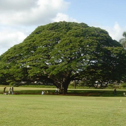 بذور شجرة لبخ سامان ( Albizia saman )
