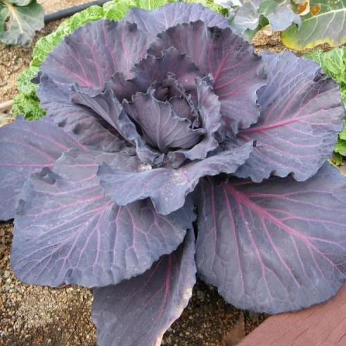 بذور الملفوف الارجواني - الكرنب الأحمر ( Brassica...