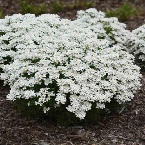 بذور زهرة تساقط الثلج القزمية ( Iberis umbellata )