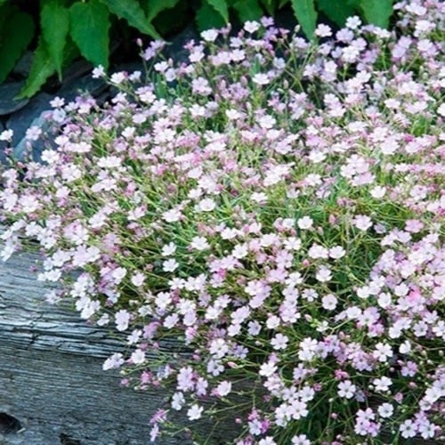 بذور زهور جيبسوفيلا ريبينز ( Gypsophila repens )