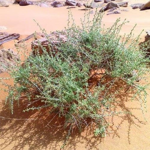 بذور الضمران ( Traganum nudatum )