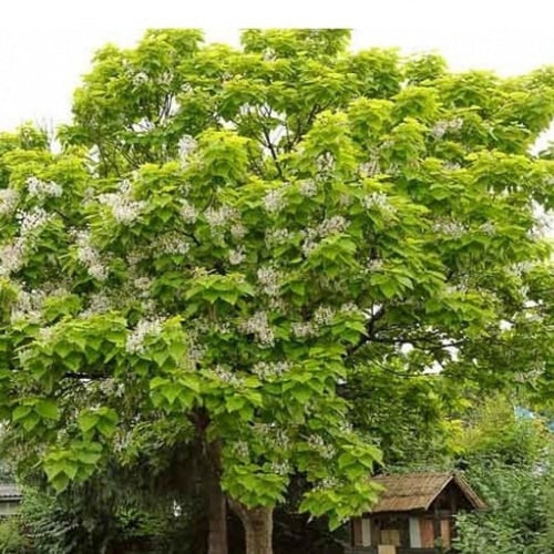 بذور شجرة كاتالبا الفول الهندي ( Catalpa bignonioi...