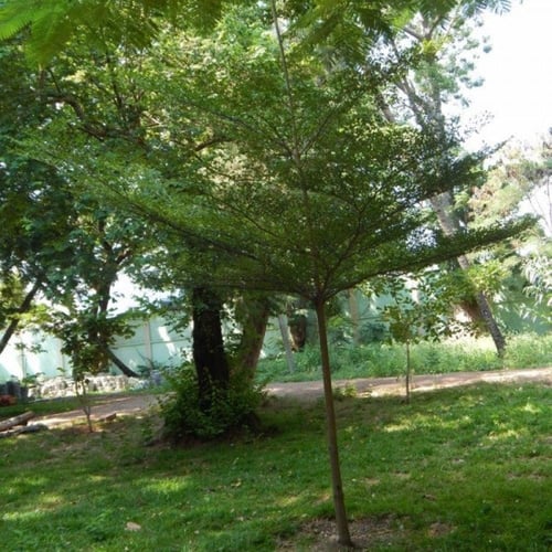 بذور شجرة ترمناليا منتالي ( Terminalia mantaly )