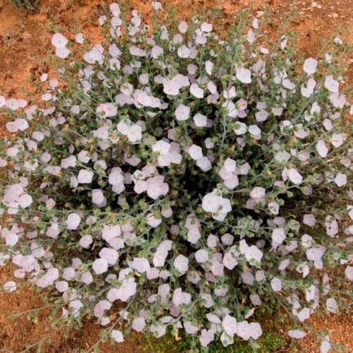بذور عشبة الرخامى ( Convolvulus buschiricus )