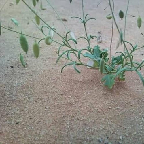 بذور القليقلان ( Savignya Parviflora )
