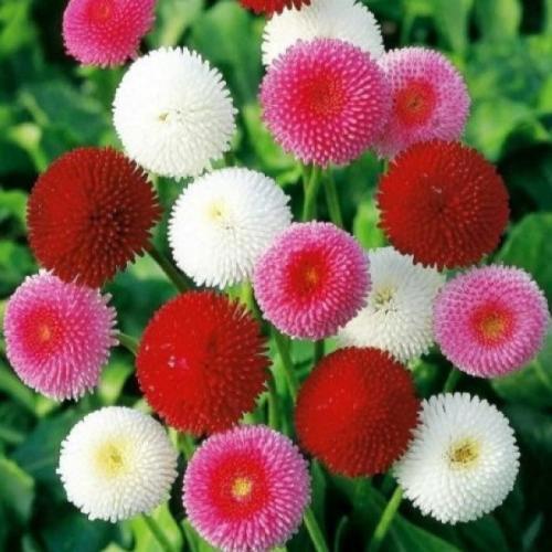 بذور زهرة البكرت ( Bellis perennis )