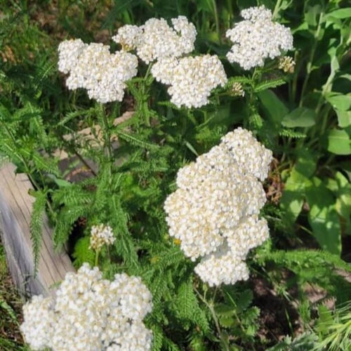 بذور الأخيلية العطرية البيضاء ( Achillea millefoli...